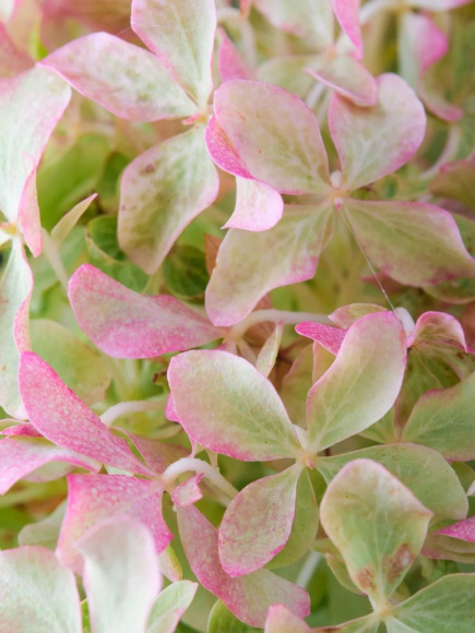 Гортензия Мэджикал Лайм Спаркл (Magical Lime Sparkle) метельчатая купить с доставкой Гортензия Мэджикал Лайм Спаркл (Magical Lime Sparkle) метельчатая купить с доставкой