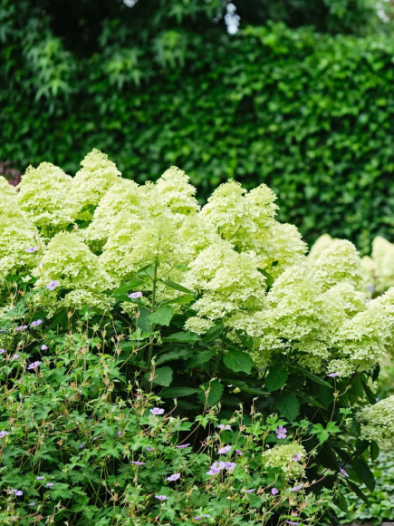 Гортензия Мэджикал Лайм Спаркл (Magical Lime Sparkle) метельчатая купить с доставкой Гортензия Мэджикал Лайм Спаркл (Magical Lime Sparkle) метельчатая купить с доставкой