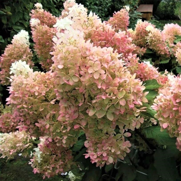 Гортензия Мэджикал Лайм Спаркл (Magical Lime Sparkle) метельчатая купить с доставкой