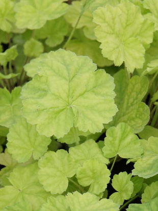 Гейхера Нозен Эксплоужен Лайм (Northern Exposure Lime)