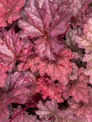 Гейхера Ворлд Кафе Шакерато (World Caffé Shakerato) Гейхера Ворлд Кафе Шакерато (World Caffé Shakerato)