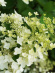 Гортензия Вайт Леди (White Lady) метельчатая купить с доставкой