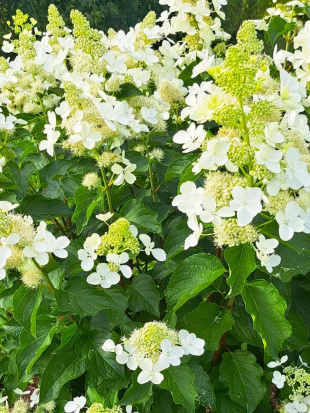 Гортензия Вайт Леди (White Lady) метельчатая