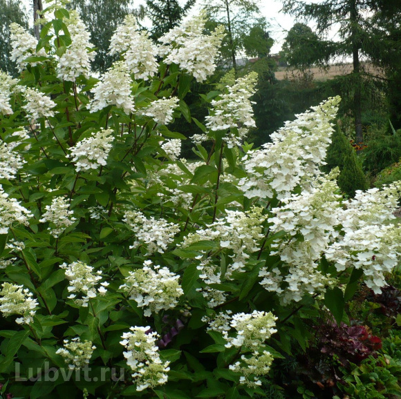 Гортензия Вайт Леди (White Lady) метельчатая купить с доставкой Гортензия Вайт Леди (White Lady) метельчатая купить с доставкой