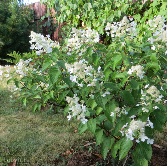 Гортензия Вайт Леди (White Lady) метельчатая купить с доставкой Гортензия Вайт Леди (White Lady) метельчатая купить с доставкой