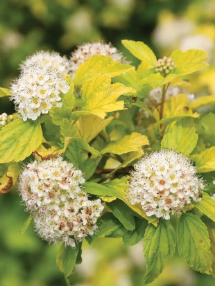 Пузыреплодник Золотистый (Golden)