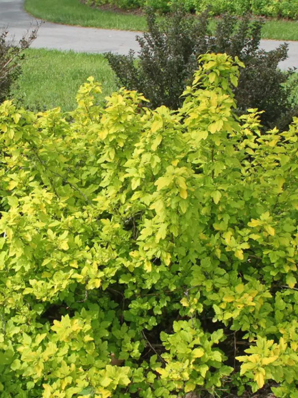 Пузыреплодник Золотистый (Golden) купить с доставкой Пузыреплодник Золотистый (Golden) купить с доставкой