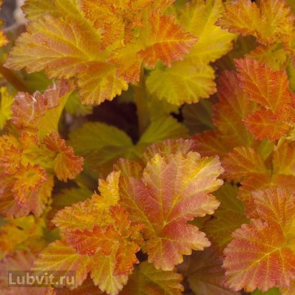 Пузыреплодник Золотистый (Golden) купить с доставкой