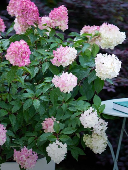 Гортензия Сандей Фрайз (Sundae Fraise) метельчатая купить с доставкой