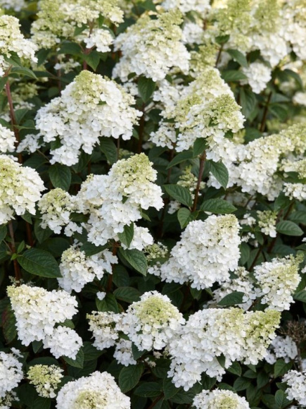 Гортензия Сандей Фрайз (Sundae Fraise) метельчатая купить с доставкой