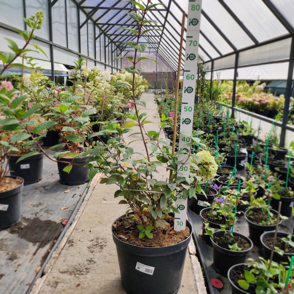 Гортензия Сандей Фрайз (Sundae Fraise) метельчатая купить с доставкой