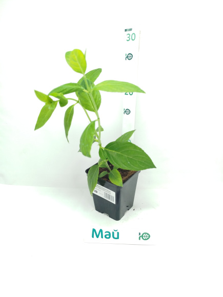 Гортензия Сандей Фрайз (Sundae Fraise) метельчатая купить с доставкой