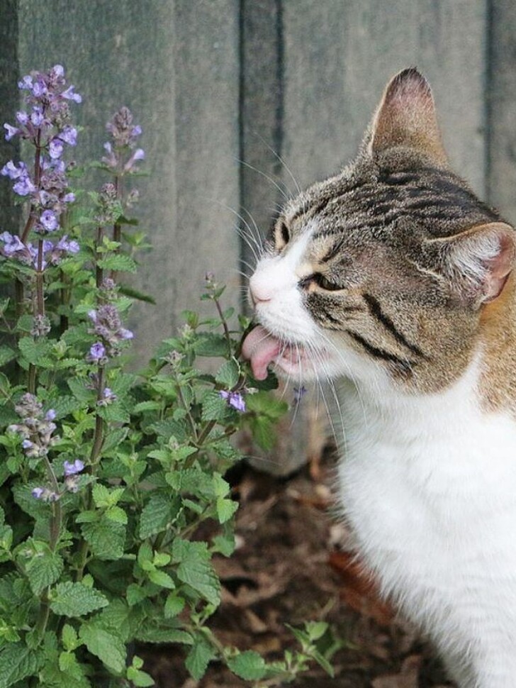 Котовник купить с доставкой