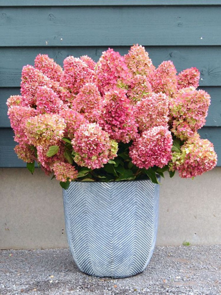 Гортензия Гарэн Лайт Рэд Лайт (Gardenlights Redlight) метельчатая купить с доставкой