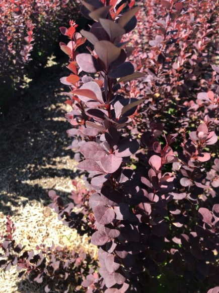 Барбарис Чоколат Саммер (Chocolate Summer) купить с доставкой