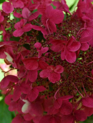 Гортензия Вимс Ред (Wim's Red) метельчатая