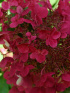 Гортензия Вимс Ред (Wim's Red) метельчатая