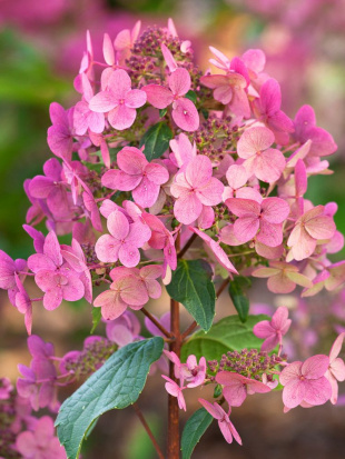 Гортензия Вимс Ред (Wim's Red) метельчатая