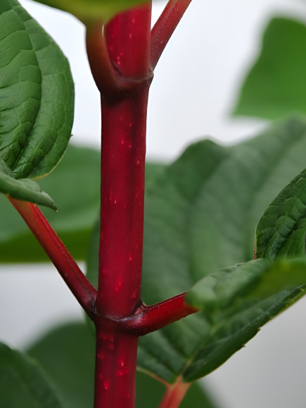 Гортензия Вимс Ред (Wim's Red) метельчатая купить с доставкой