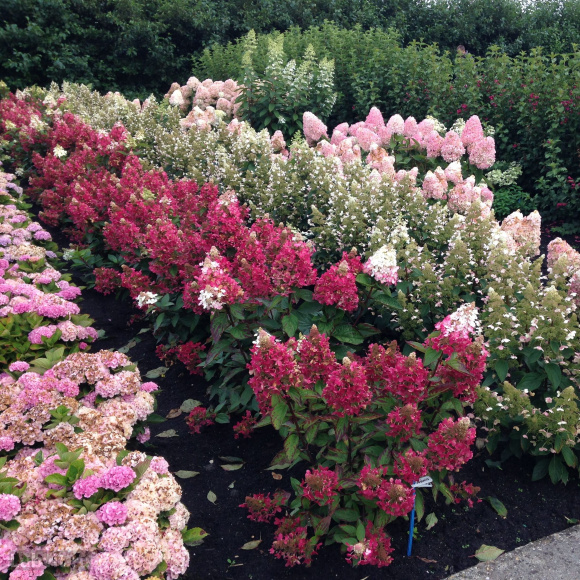 Гортензия Вимс Ред (Wim's Red) метельчатая купить с доставкой