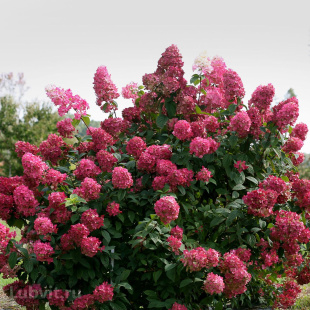 Гортензия Вимс Ред (Wim's Red) метельчатая Гортензия Вимс Ред (Wim's Red) метельчатая
