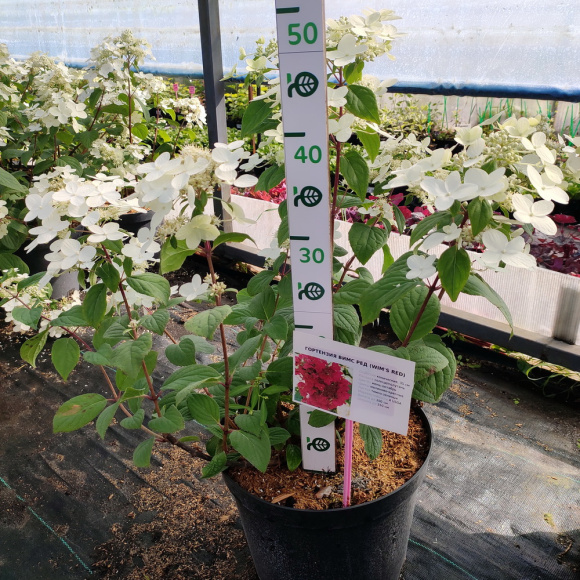 Гортензия Вимс Ред (Wim's Red) метельчатая купить с доставкой