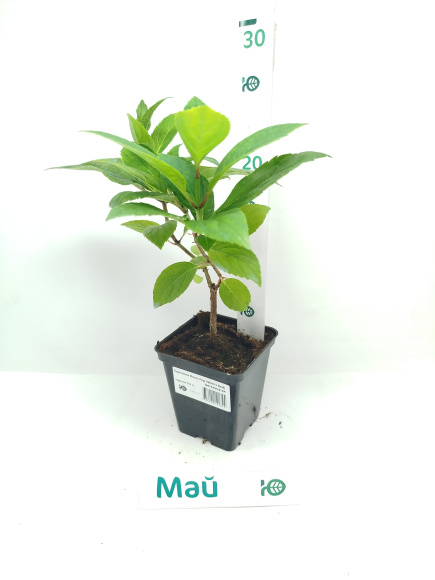 Гортензия Вимс Ред (Wim's Red) метельчатая купить с доставкой