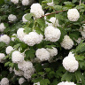 Калина Бульденеж Розеум (Boule de Neige Roseum)