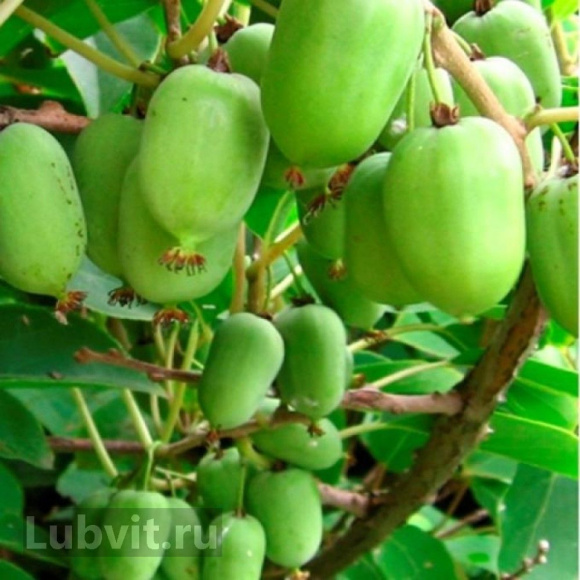 Актинидия Памяти Учителя купить с доставкой