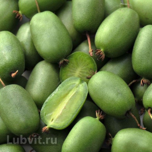 Актинидия Памяти Учителя