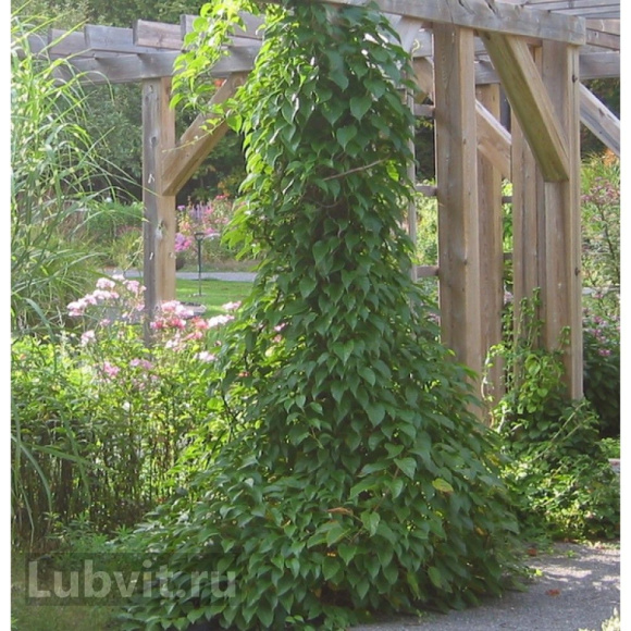 Актинидия Памяти Учителя купить с доставкой