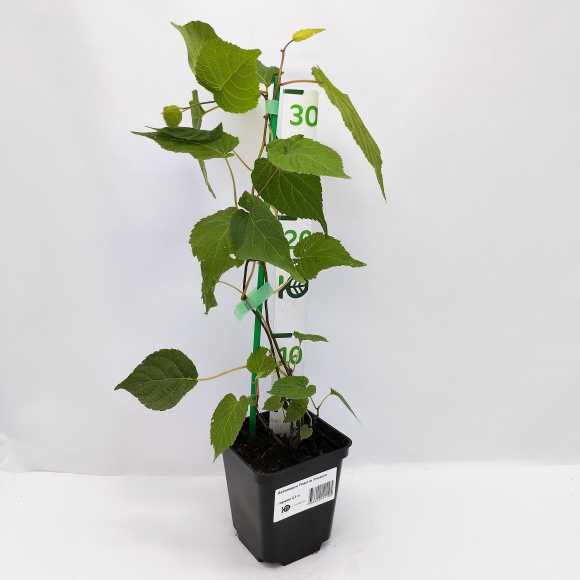 Актинидия Памяти Учителя купить с доставкой