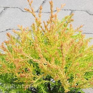 Туя западная Рейнголд (Rheingold)