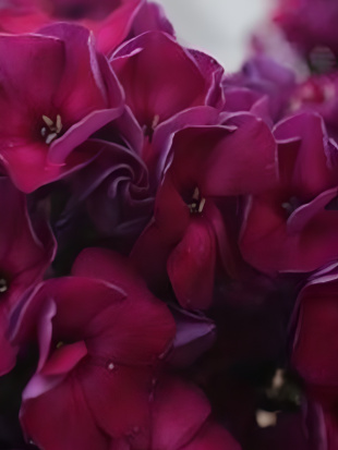 Флокс Эсмеральда