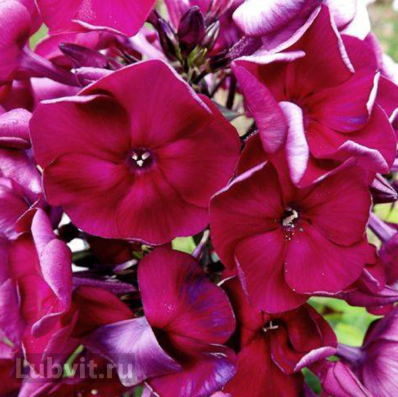 Флокс Эсмеральда купить с доставкой