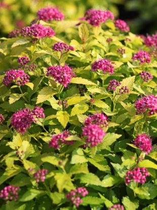 Спирея Голден Принцесс (Golden Princess) Спирея Голден Принцесс (Golden Princess)