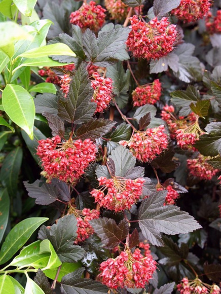 Пузыреплодник Ред Эсквайр (Red Esquire) купить с доставкой Пузыреплодник Ред Эсквайр (Red Esquire) купить с доставкой