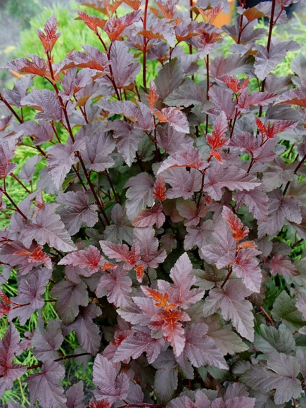 Пузыреплодник Ред Эсквайр (Red Esquire) купить с доставкой Пузыреплодник Ред Эсквайр (Red Esquire) купить с доставкой