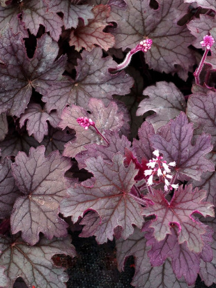 Гейхерелла Плюм Каскад (Plum Cascade) Гейхерелла Плюм Каскад (Plum Cascade)