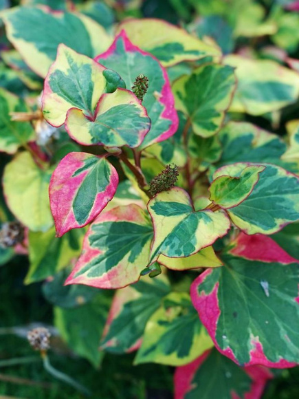 Хауттюйния сердцевидная Хамелеон (Chameleon) купить с доставкой