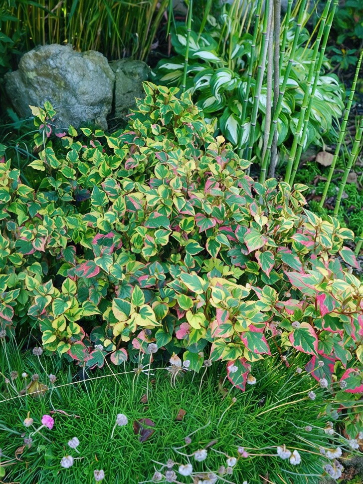 Хауттюйния сердцевидная Хамелеон (Chameleon) купить с доставкой
