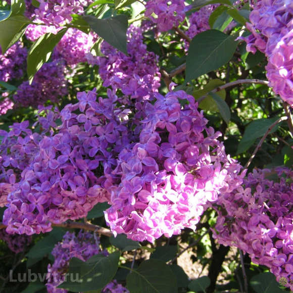 Сирень Индия купить с доставкой