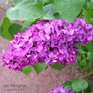 Сирень Индия