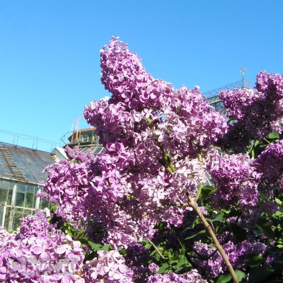 Сирень Индия купить с доставкой