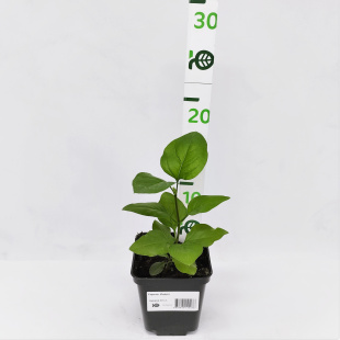 Сирень Индия Сирень Индия