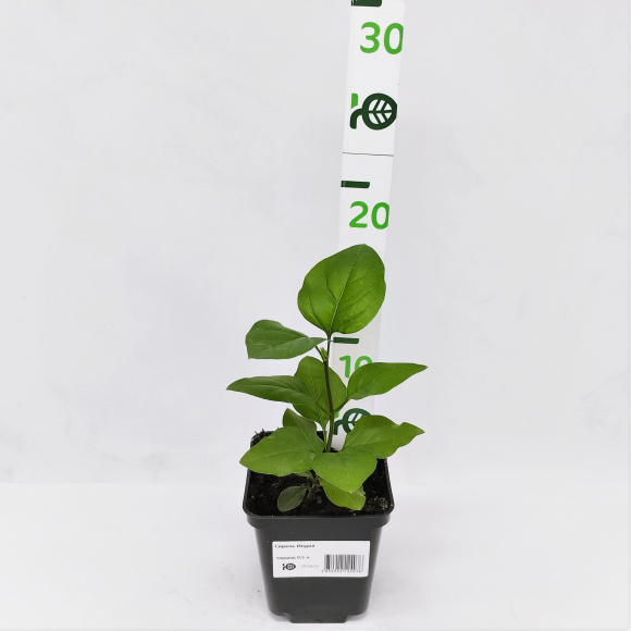 Сирень Индия купить с доставкой