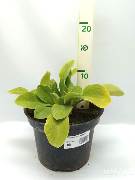 Примула Пегасус (Pegasus) купить с доставкой Примула Пегасус (Pegasus) купить с доставкой