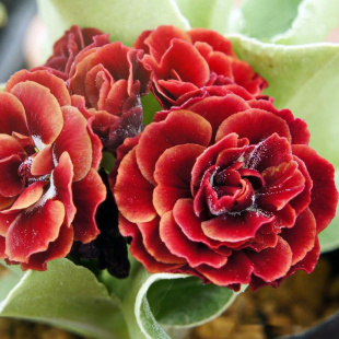 Примула Пегасус (Pegasus)