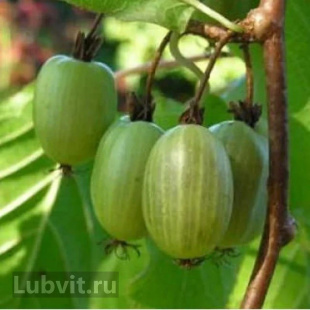 Актинидия Сентябрьская