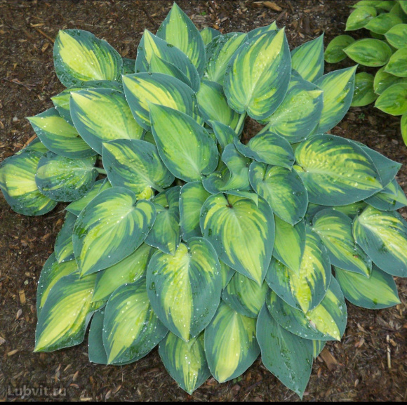 Хоста Джун (June) [M] купить с доставкой